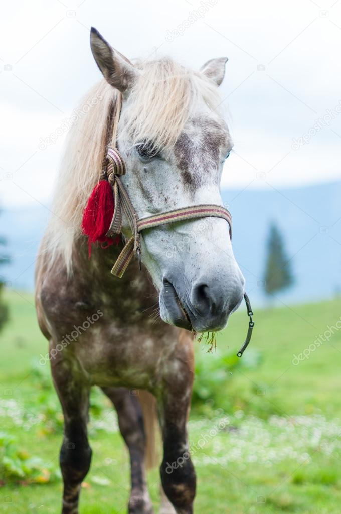 White horse in spots, mountains on the background. Outdoors