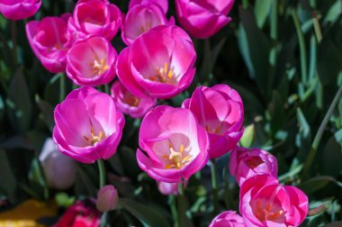 Pembe Lale bokeh arka bahçesinde. Açık, Bahar