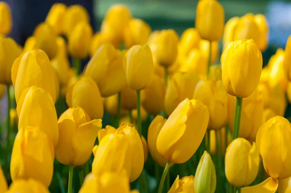 Yellow tulips in garden on  bokeh background. Outdoor, spring — Stock Photo, Image