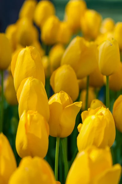 Yellow tulips in garden on  bokeh background. Outdoor, spring — Stock Photo, Image