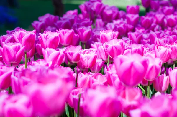 Pink tulips in garden on  bokeh background. Outdoor, spring — Stock Photo, Image