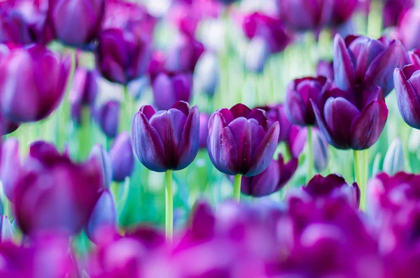 Two violet tulips in garden on  bokeh background. Outdoor, spring — Stock Photo, Image
