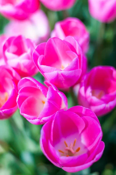 Close-up purple tulips in garden on  bokeh background. Outdoor, spring — Stock Photo, Image