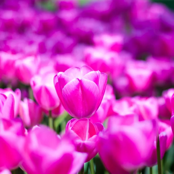 Purple tulips in garden on  bokeh background. Outdoor, spring — Stock Photo, Image