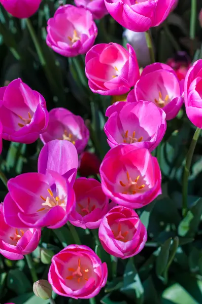 Pink tulips in garden on  bokeh background. Outdoor, spring — Stock Photo, Image