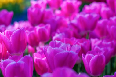 Pembe Lale bokeh arka bahçesinde. Açık, Bahar