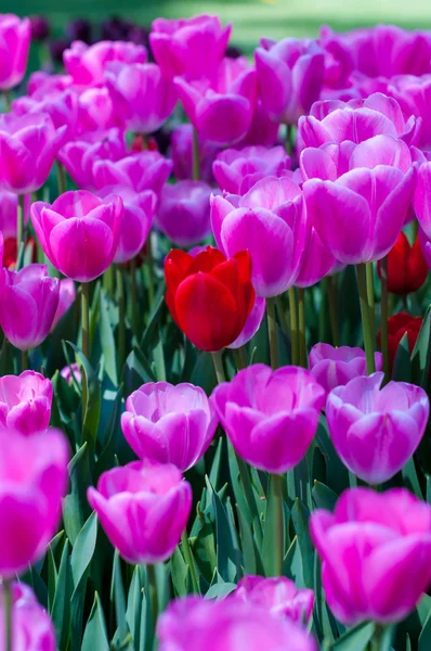 Pink and red tulips in garden on  bokeh background. Outdoor, spring — Stock Photo, Image