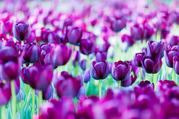 Violet tulips in garden on  bokeh background. Outdoor, spring — Stock Photo, Image