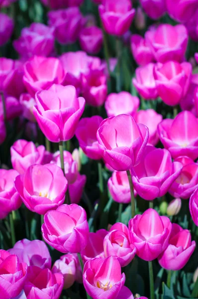 Pink tulips in garden on  bokeh background. Outdoor, spring — Stock Photo, Image