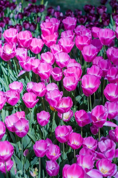 Pink tulips in garden on  bokeh background. Outdoor, spring — Stock Photo, Image