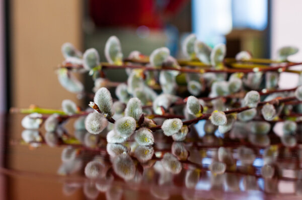 Spring flowering branches of Catkins willow. Easter, bokeh background