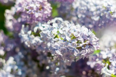 Bahar leylağı, mor çiçekler, soyut yumuşak çiçek arkaplanı.