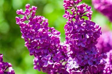 Bahar leylağı, mor çiçekler, soyut yumuşak çiçek arkaplanı.