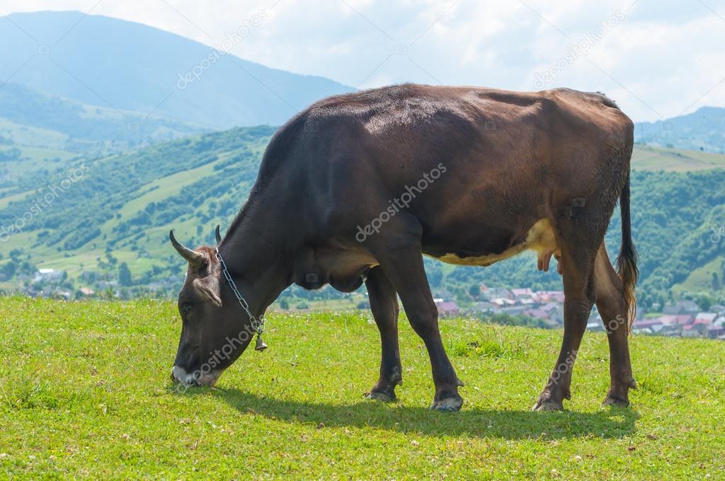 Grazing cow and field of fresh grass