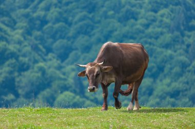 Cow on mountain pasture in the alps. Cows at summer pasture. Farm background