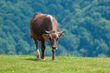 Cow lying in the meadow. In background of Swiss Alps
