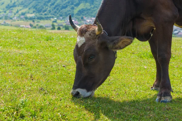 Kuh auf einer Sommerweide — Stockfoto