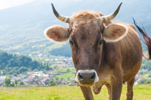 Una vaca graciosa en un prado verde de verano. Fondo borroso —  Fotos de Stock