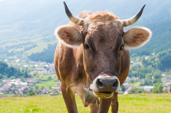 Una vaca graciosa en un prado verde de verano. Fondo borroso —  Fotos de Stock