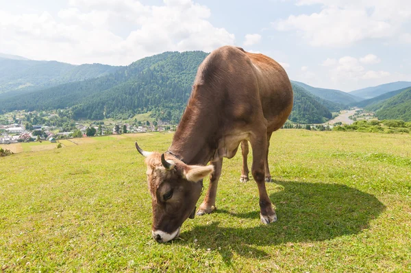 Kuh auf der Weide. Zusammensetzung der Natur — Stockfoto