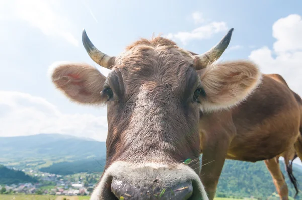 Una vaca graciosa en un prado verde de verano. Fondo borroso —  Fotos de Stock
