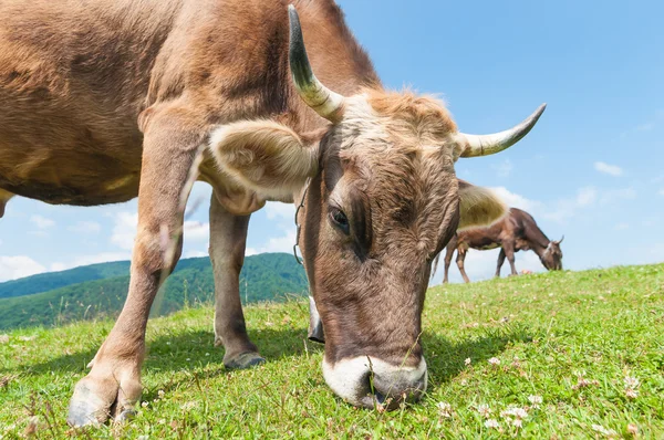 Kopf einer Kuh gegen Weide — Stockfoto