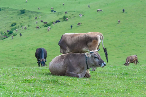 Holsteinische Milchkuh ruht auf Gras — Stockfoto