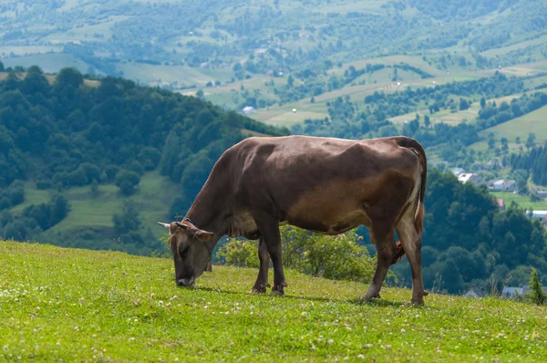 Die Kuh weidet auf einer grünen Wiese. — Stockfoto