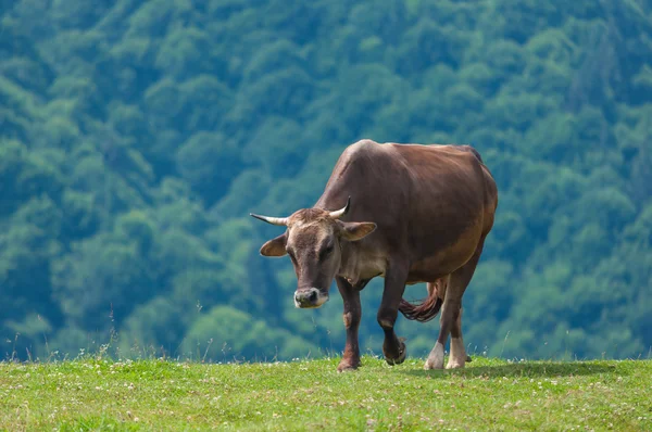 Vaca en pastos de montaña en los Alpes. Vacas en pastos de verano. Fondo de explotación —  Fotos de Stock