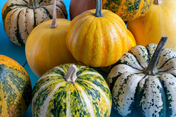 Pattern of Multiple Small Pumpkins. Close-up autumn harvest background
