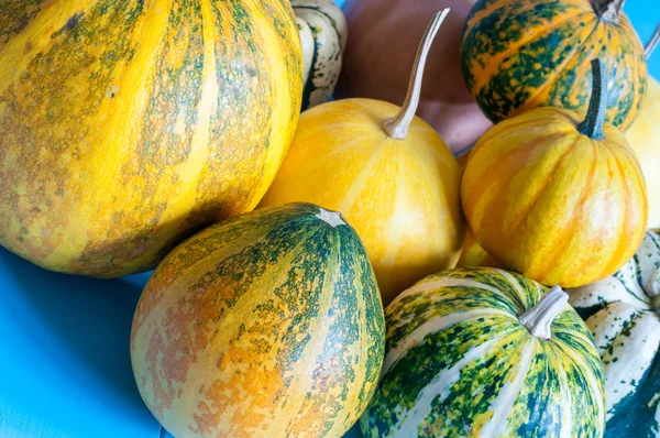 Thanksgiving - different many-coloured pumpkins with lines, on blue wooden table — Zdjęcie stockowe