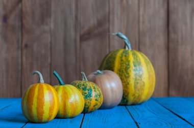 Closeup of mini Pumpkins in a line on Rustic dark and blue Boards Background.  Selective focus