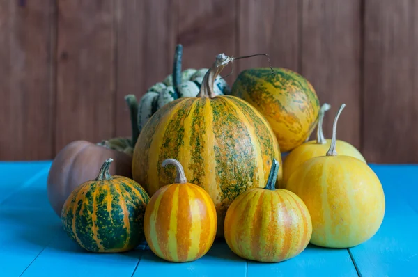 Pumpkins on rural dark and blue wooden background. Pumpkin Autumn harvest, close-up — Zdjęcie stockowe