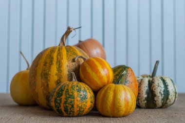 Autumn nature concept. Fall different pumpkins on white wooden background. Thanksgiving dinner