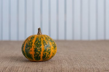 Striped pumpkin yellow and green on sacking table, white wooden background with empty space for text
