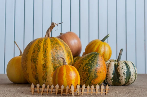 Set of different pumpkins. Harvest Pumpkin and fence on white wooden backgrond — Stock fotografie