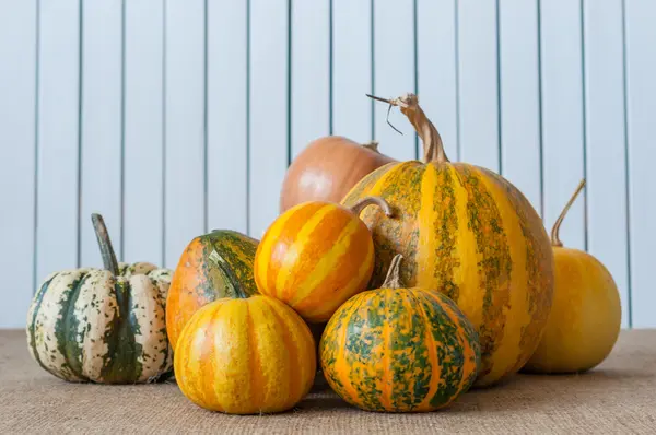 Gestreepte pompoenen achtergrond, wit, geel en groen. Herfst oogst — Stockfoto