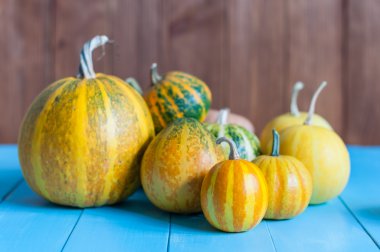 Fresh assorted pumpkin and squash from autumn garden on an old wooden table with dark background, copyspace