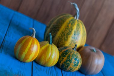 Mavi ahşap yüzey ve koyu arka plan üzerinde farklı balkabağı. Sonbaharda hasat, benzersiz bir perspektif