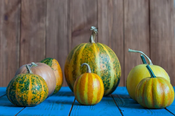 Verschillende pompoenen op blauwe houten oppervlak en donkere achtergrond. Herfst oogst — Stockfoto