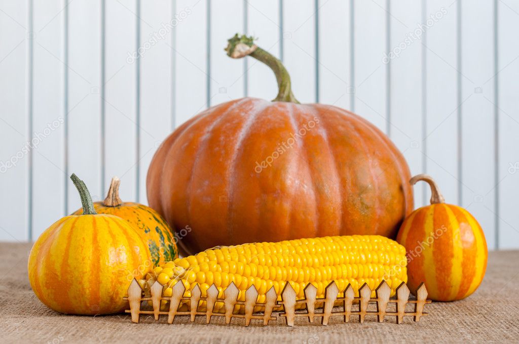 Cornucopia of Fall Pumpkins, Gourds, and Corn behind miniature or toy wooden rustic fence, light background