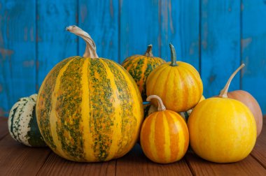 Thanksgiving day - many different size pumpkins on blue wooden background