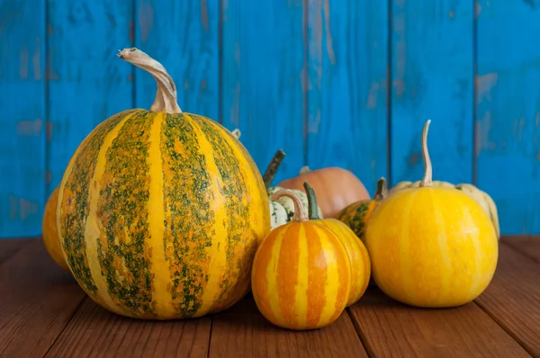 Autumn Pumpkin Thanksgiving Background. Set of different pumpkins on wooden surface — Stok fotoğraf