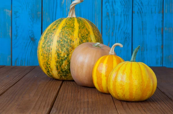 Vier farbenfrohe Kürbisse für die Halloween-Dekoration — Stockfoto