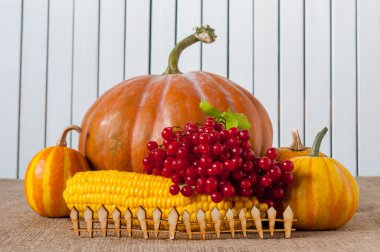 Kabaklar ve dekoratif Mısır rustik ahşap oyuncak çitin arkasında. Sonbahar arka plan