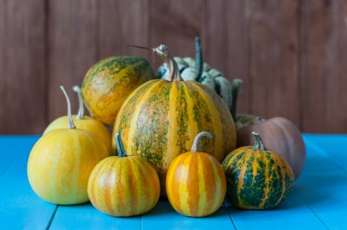 Kabaklar kırsal mavi ahşap arka plan üzerinde. Sonbaharda hasat, yakın çekim