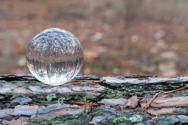 Glass ball or orb for fortunetelling, soothsaying, predicting the future on tree trunk and autumn background with copy space — Stock Photo, Image