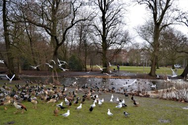 Hayvanlarla Amsterdam 'a park et. Sonbaharda Amsterdam 'da Vondelpark' ta ve bulutlu bir havada. Parktaki kuşlar, köpekler, ördekler.