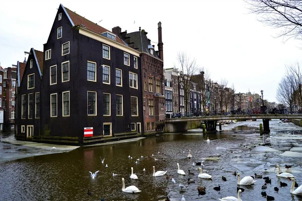 Amsterdam Tijdens Bewolkt Weer Historisch Gebouw Historisch Gebouw Rivier Zwemeenden — Stockfoto