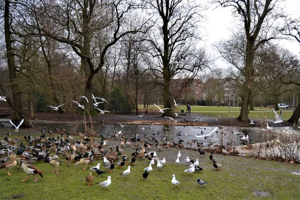 Park Amsterdam Met Dieren Vondelpark Amsterdam Tijdens Herfst Bewolkt Weer — Stockfoto